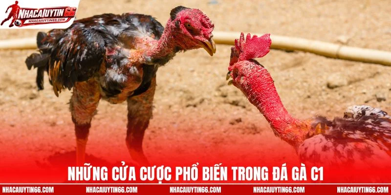 Những cửa cược phổ biến trong đá gà C1
